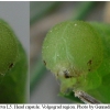 coen leander larva5 volg4